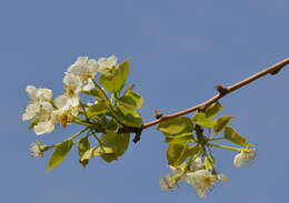 Image of European Pear