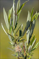 Image of Rosemary-leaved Willow