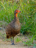 Image of Swainson's Spurfowl