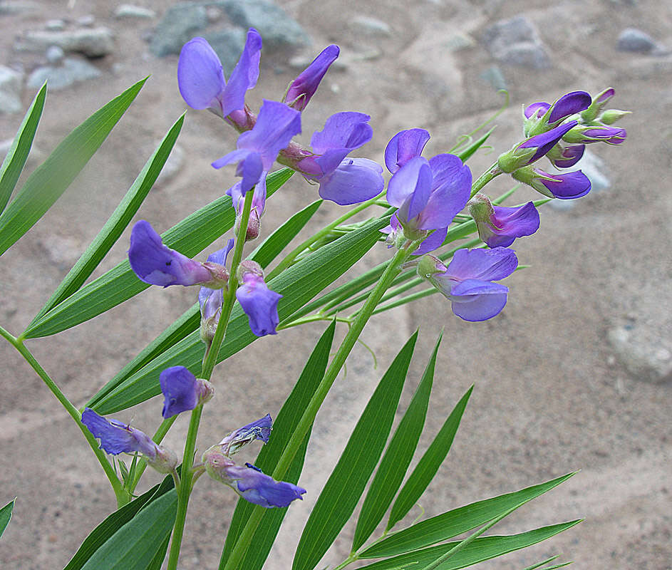 Image of Lathyrus macropus Hook. & Arn.