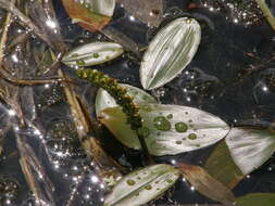 Image of Broad-leaved Pondweed