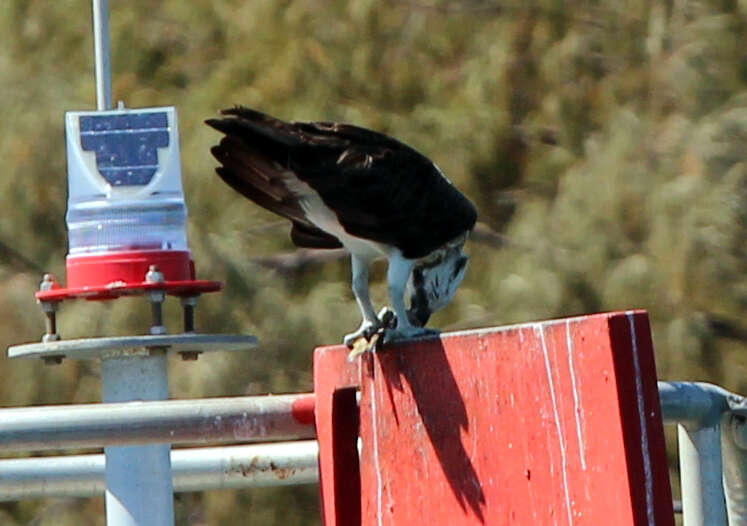 Image of Eastern Osprey