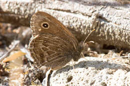 Image of Small Wood Nymph