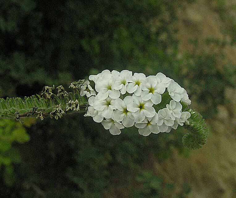 Image of heliotrope