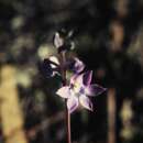 Image of Plain sun orchid