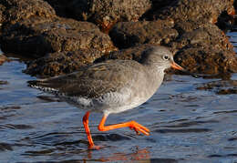 Image of Tringa Linnaeus 1758