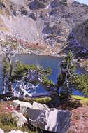 Image of Mountain Pine
