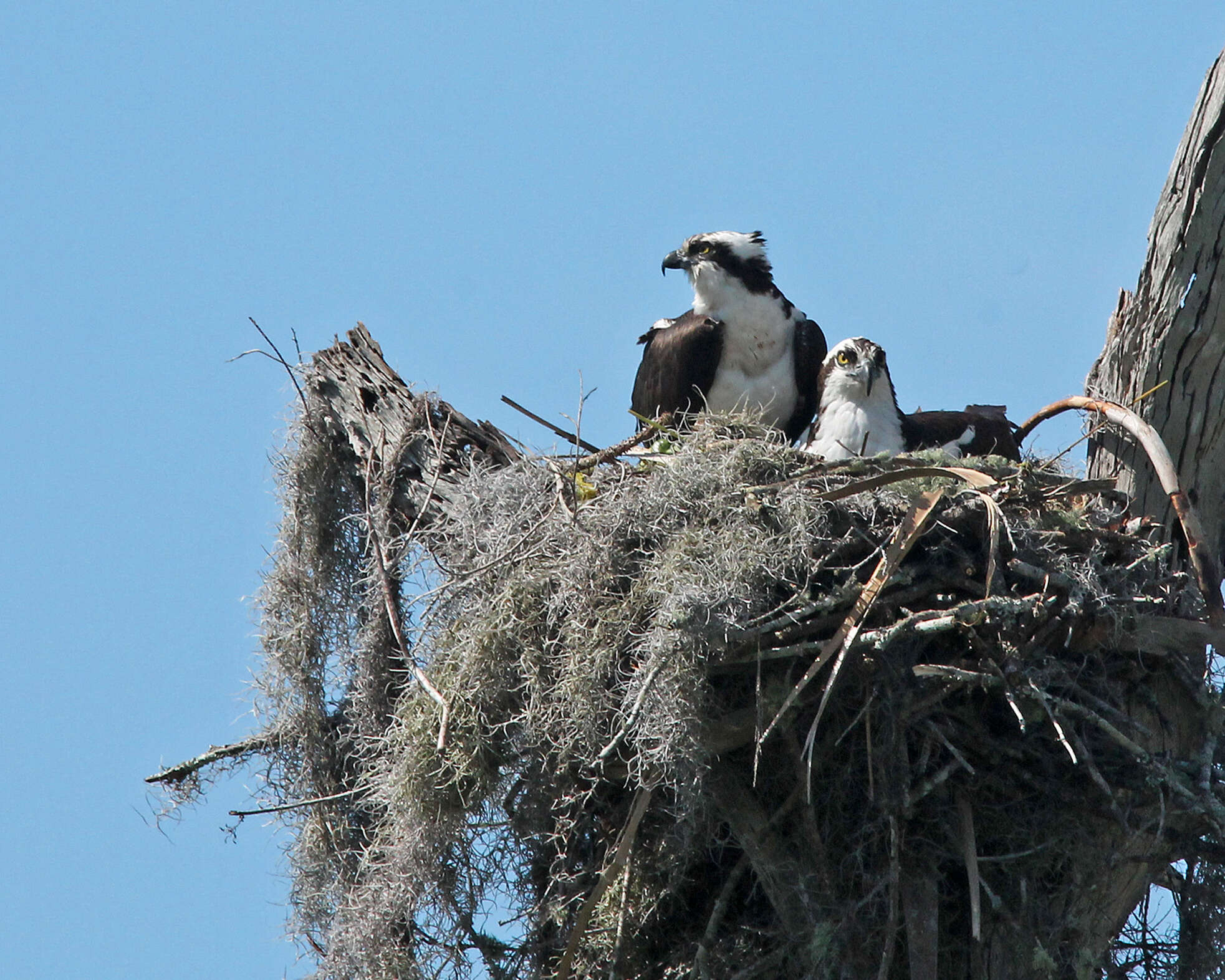 Image of ospreys