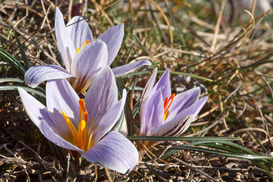 Image of Cloth-Of-Gold Crocus