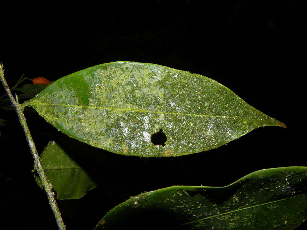 Plancia ëd Swartzia simplex var. continentalis Urb.