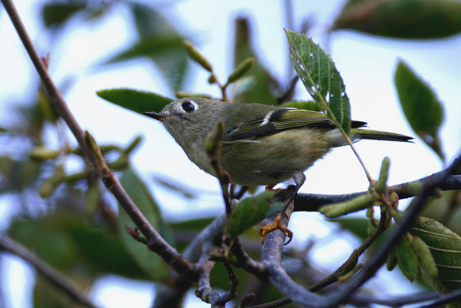 Image of goldcrests and kinglets