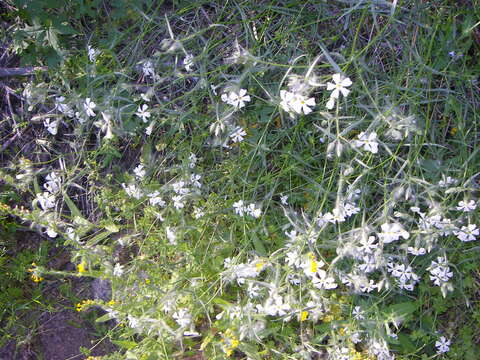 Image of Santa Catalina Mountain phlox