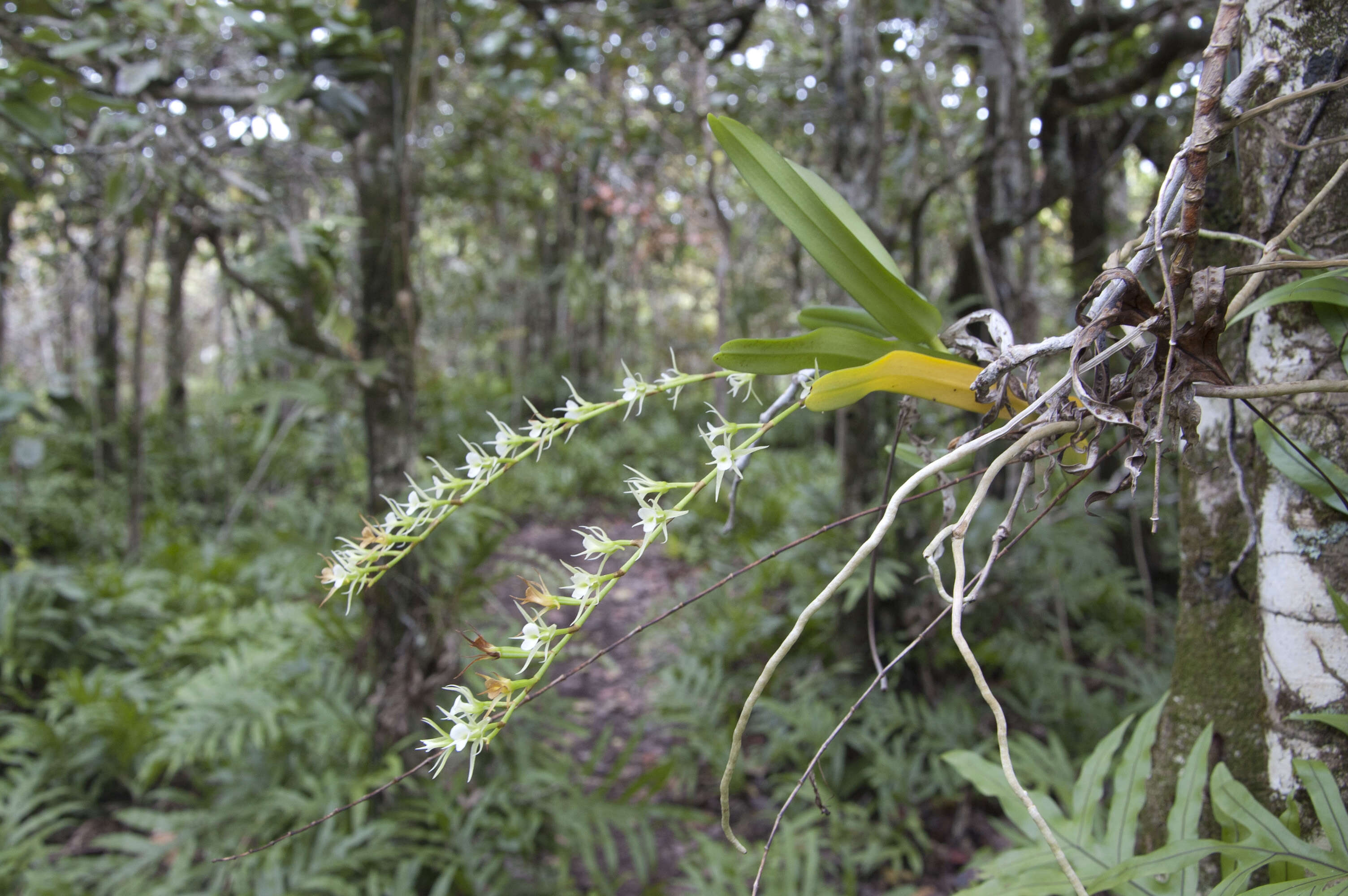 Image of Oeoniella