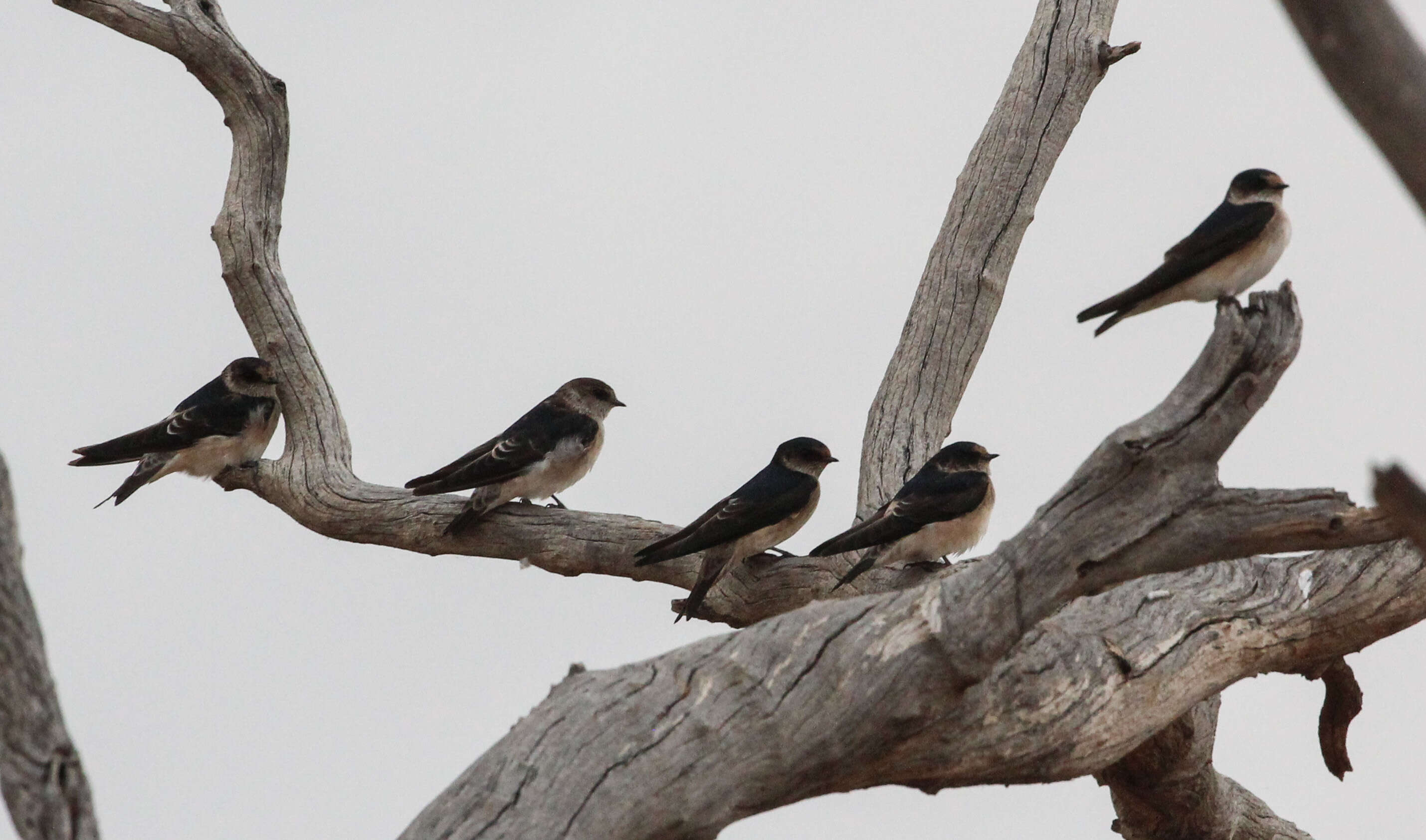 Image of Tree Martin