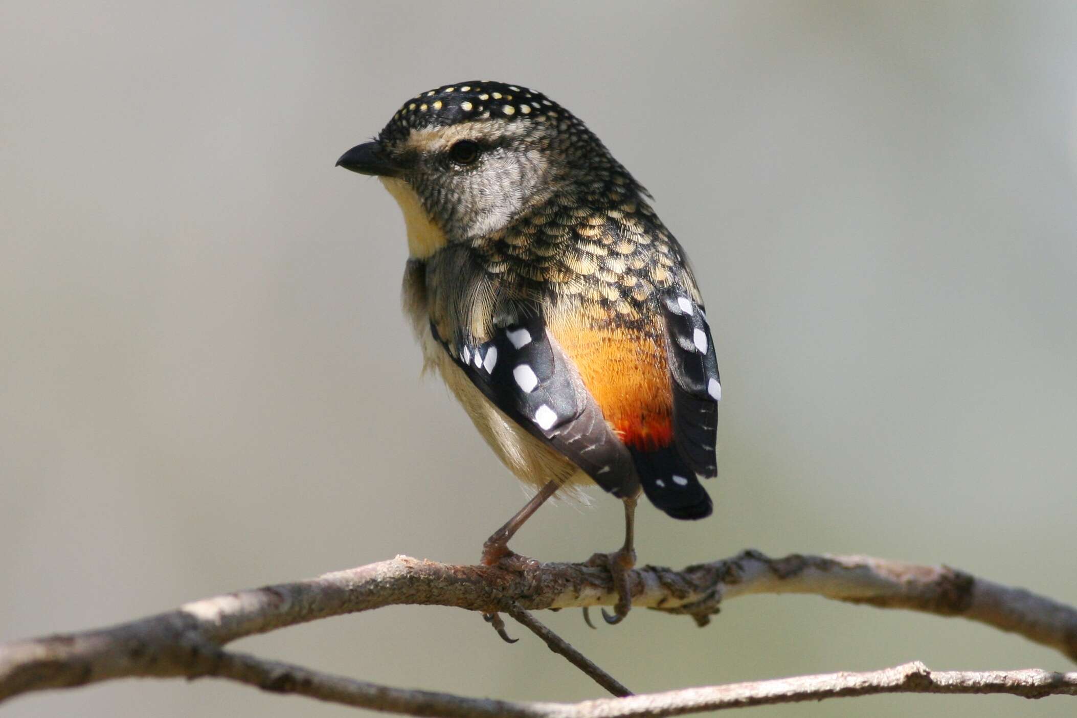 Image of pardalotes