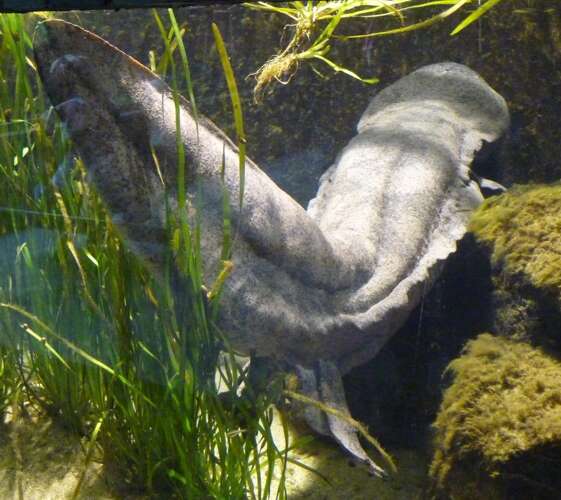 Image of giant salamanders and hellbenders