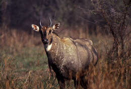 Image of Boselaphus Blainville 1816