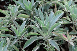 Image of white sage