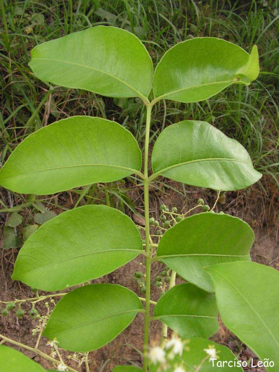 Image of hog plum