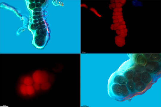 Image of Stigonema informe