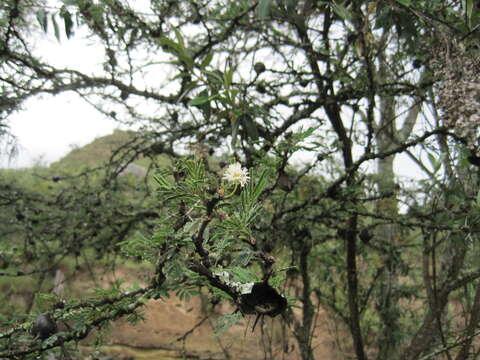 Image of Vachellia drepanolobium (Y. Sjöstedt) P. J. H. Hurter