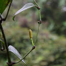 Image of Gnetum cuspidatum Blume