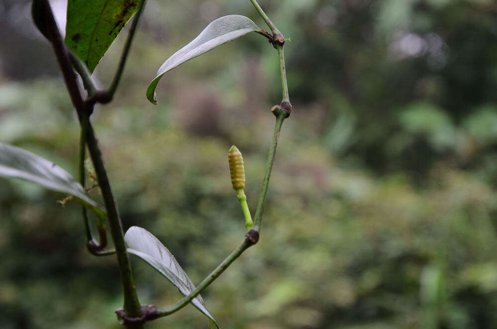 Gnetum cuspidatum Blume resmi