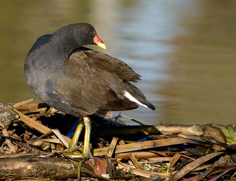 Image of Dusky Moorhen