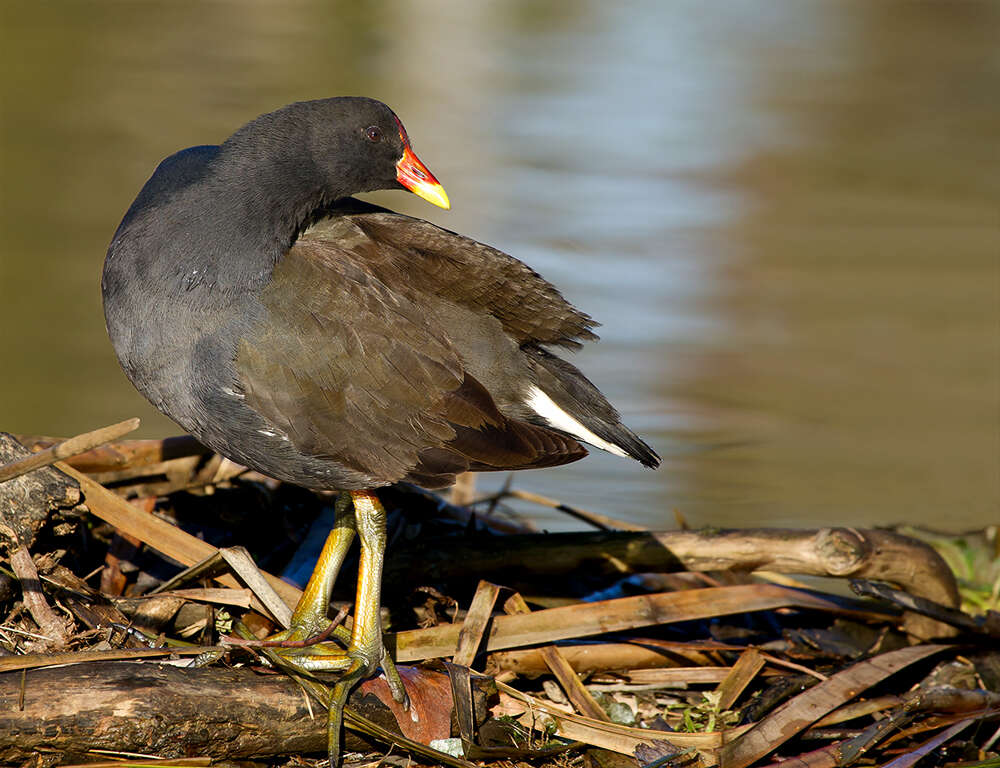 Plancia ëd Gallinula tenebrosa Gould 1846