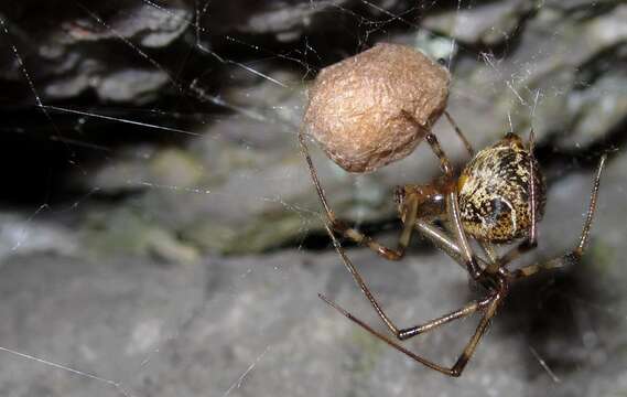 Image of Parasteatoda