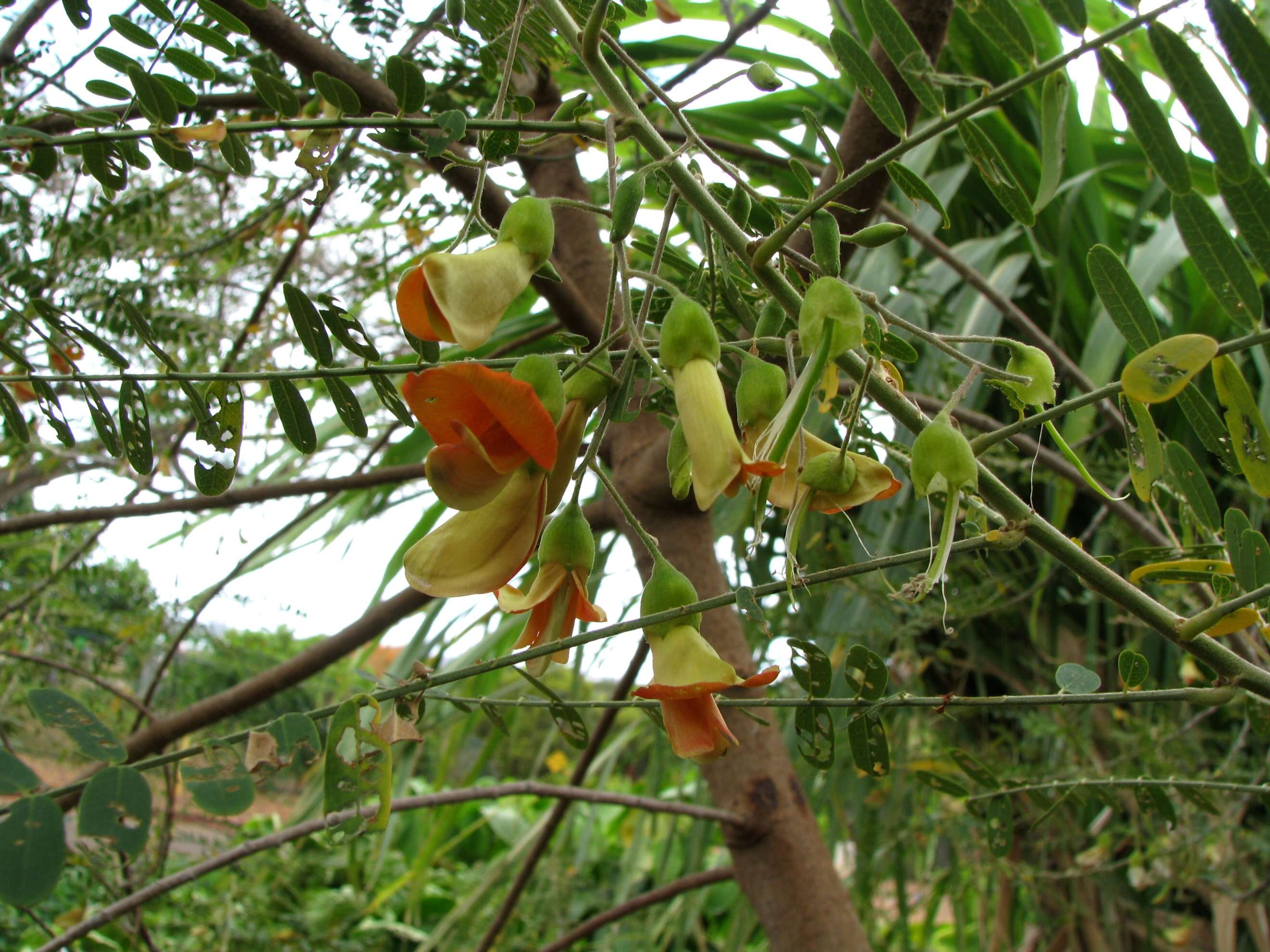 Image of Oahu riverhemp