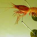 Image of smooth nylon shrimp