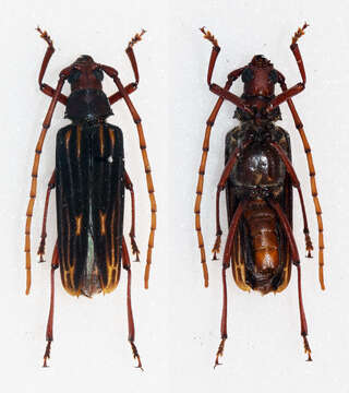 Image of Nepiodes costipennis multicarinatus (Fuchs 1966)