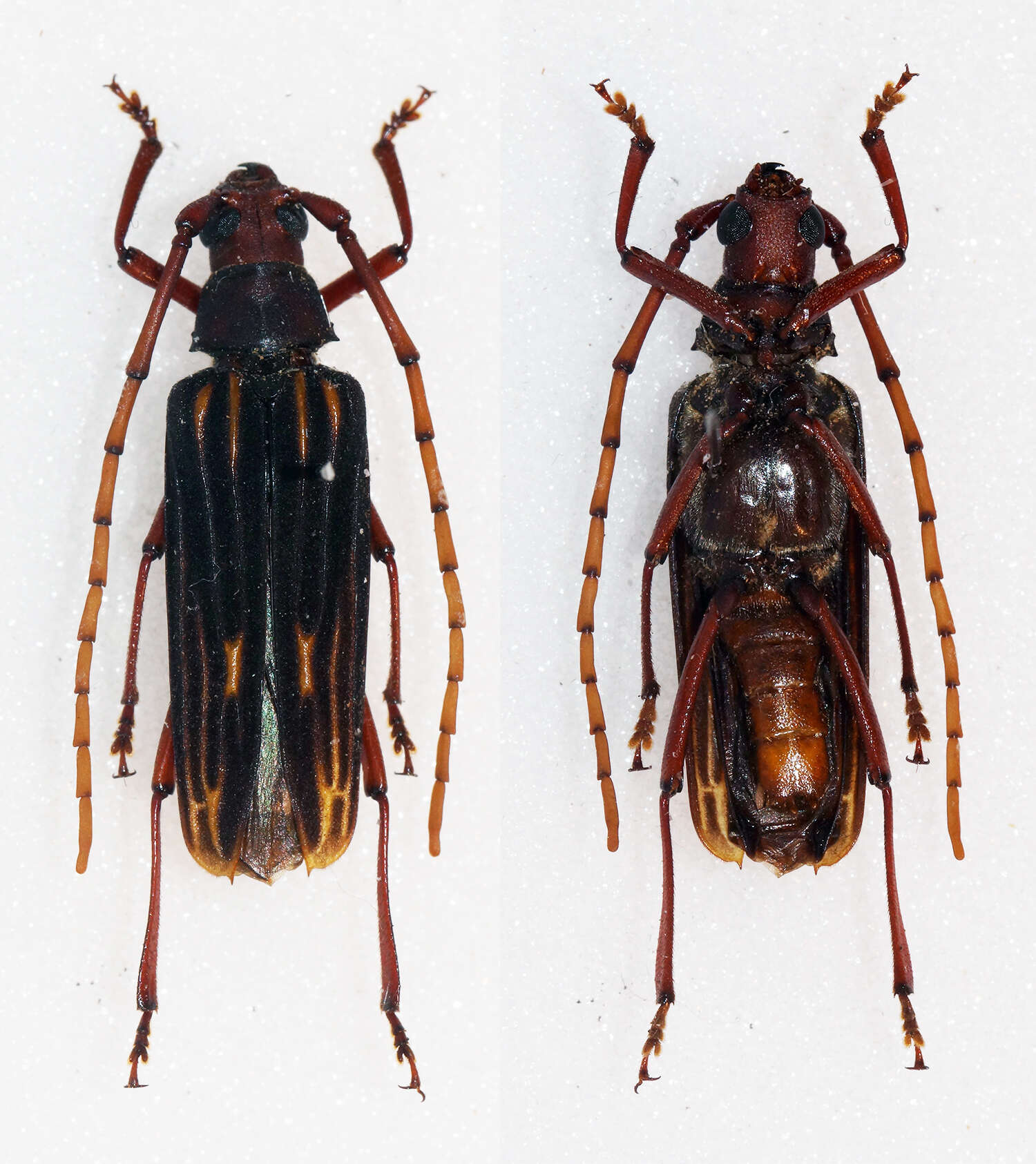 Image of Nepiodes costipennis multicarinatus (Fuchs 1966)