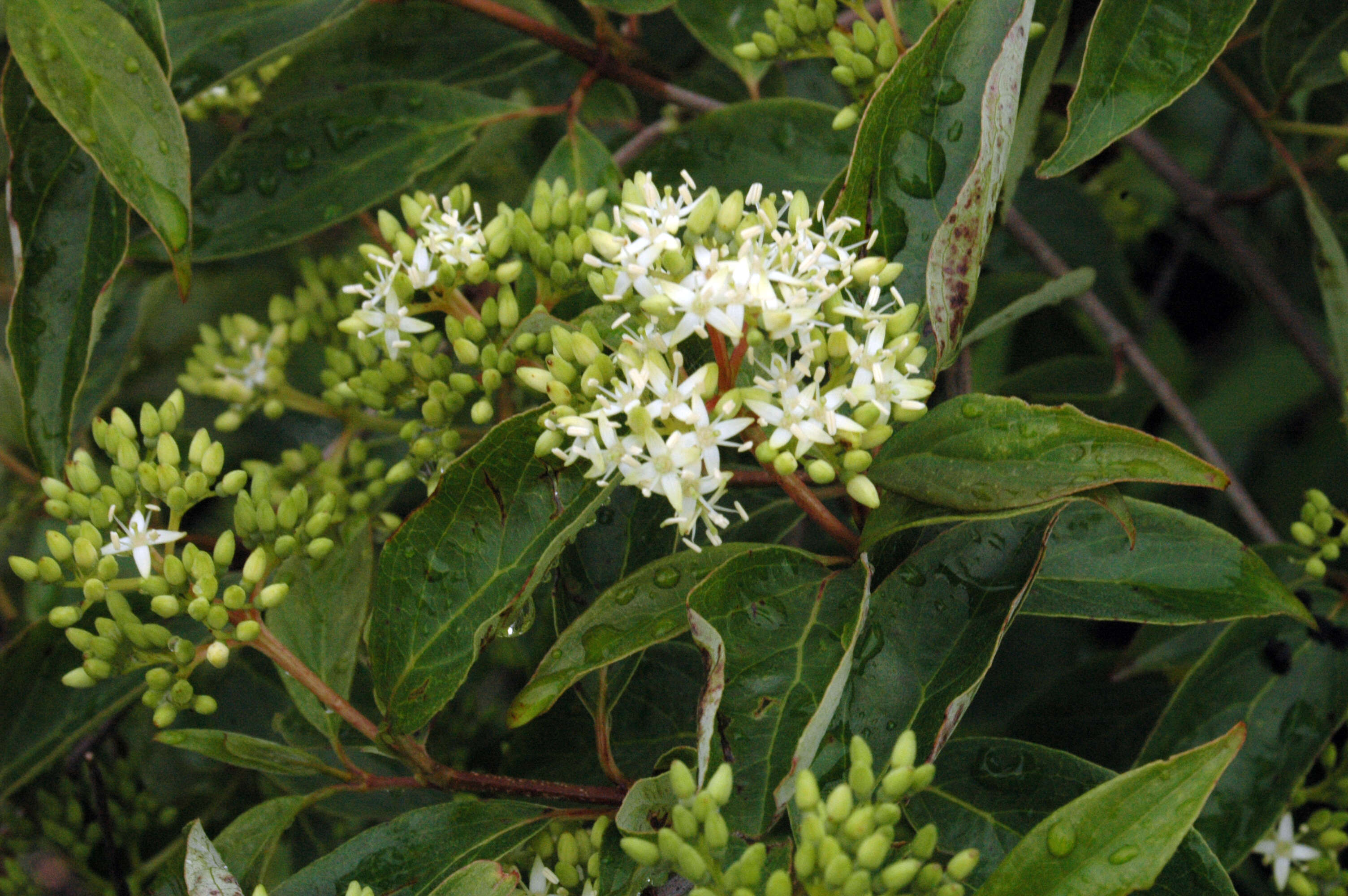 Image of dogwoods