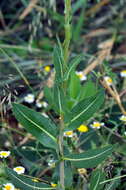 Image of prickly lettuce