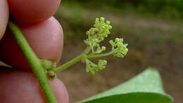 Image of Cissampelos andromorpha DC.