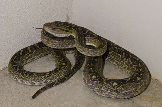 Image of Habu