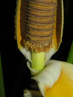 Image of Cyclanthus