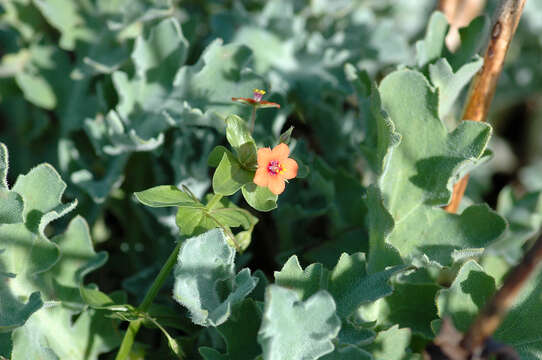 Image of Anagallis