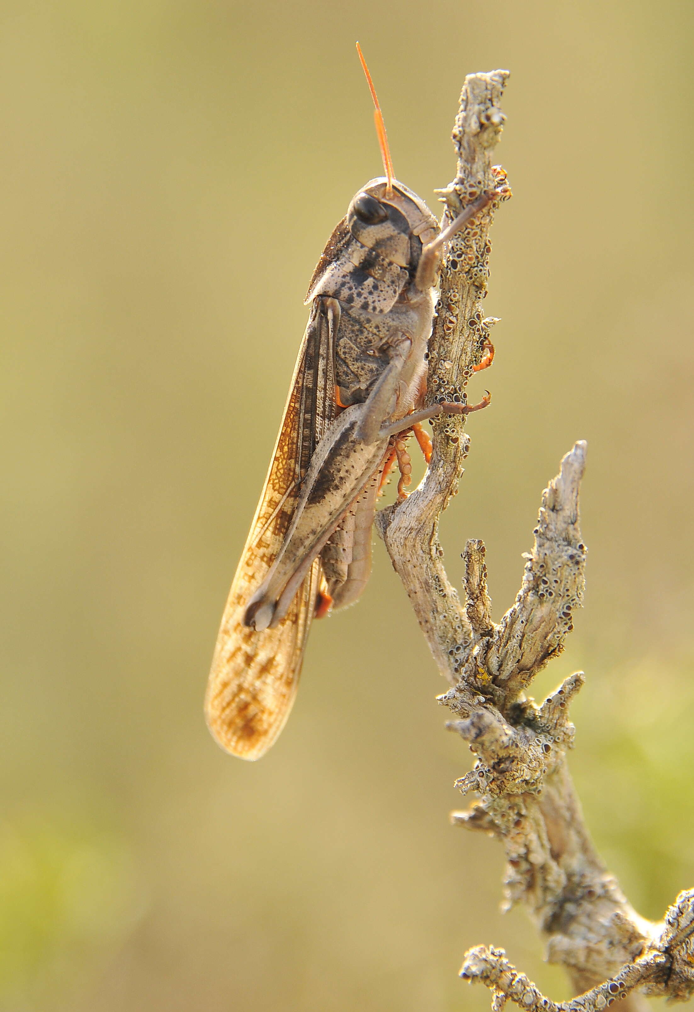 Plancia ëd Locusta