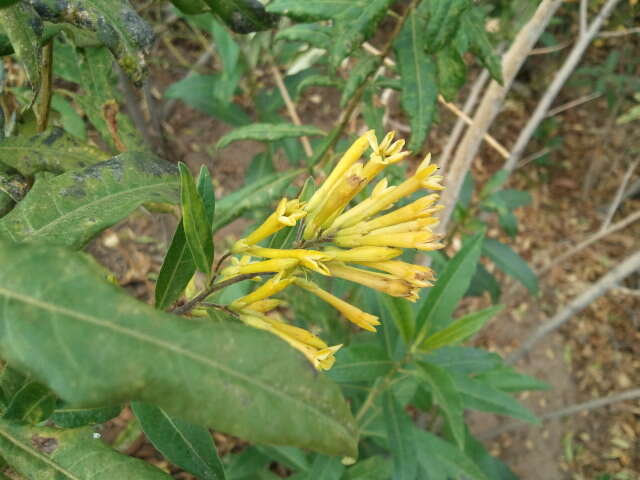 Plancia ëd Cestrum parqui (Lam.) L'Her.