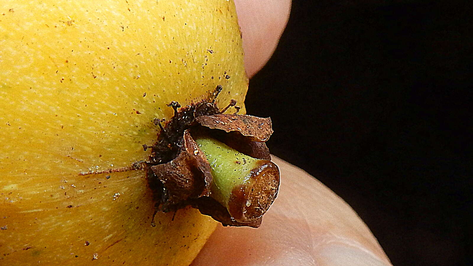 Sivun Garcinia macrophylla Mart. kuva