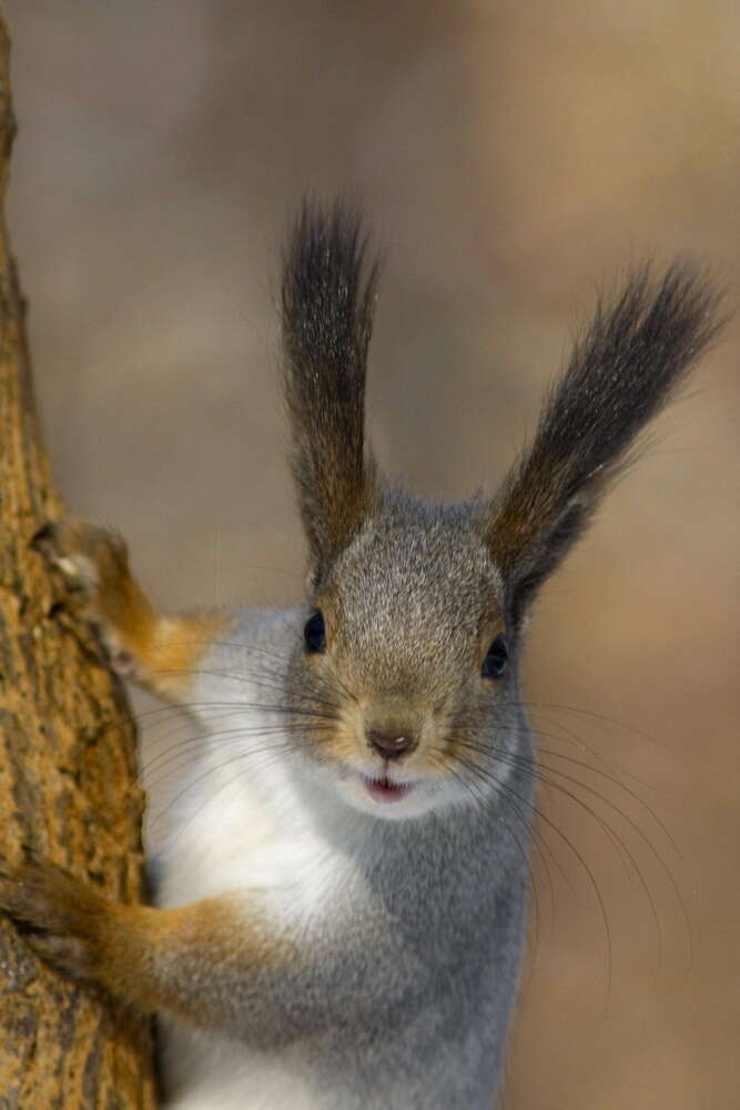 Слика од Sciurus vulgaris exalbidus Pallas 1778