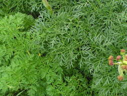 Lomatium multifidum (Nutt.) R. P. Mc Neill & Darrach resmi