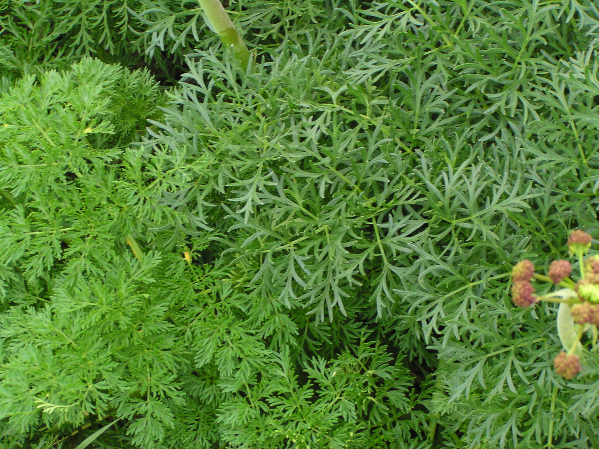 Imagem de Lomatium multifidum (Nutt.) R. P. Mc Neill & Darrach