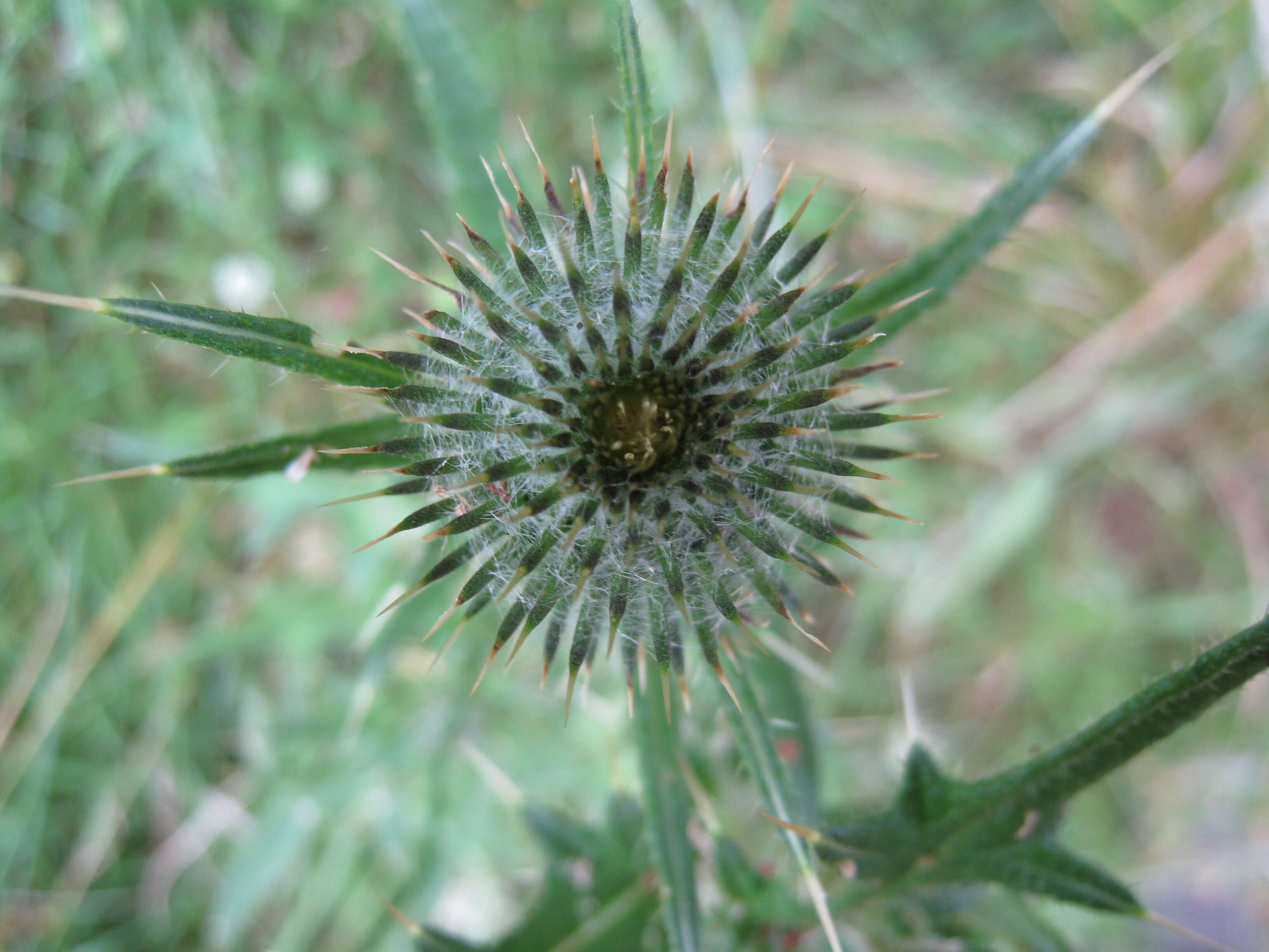 Image of Spear Thistle