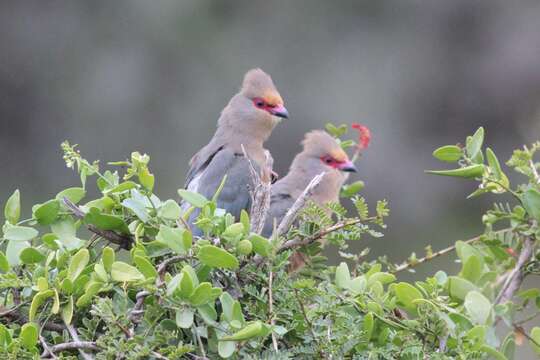 Image of Red-faced Mousebird