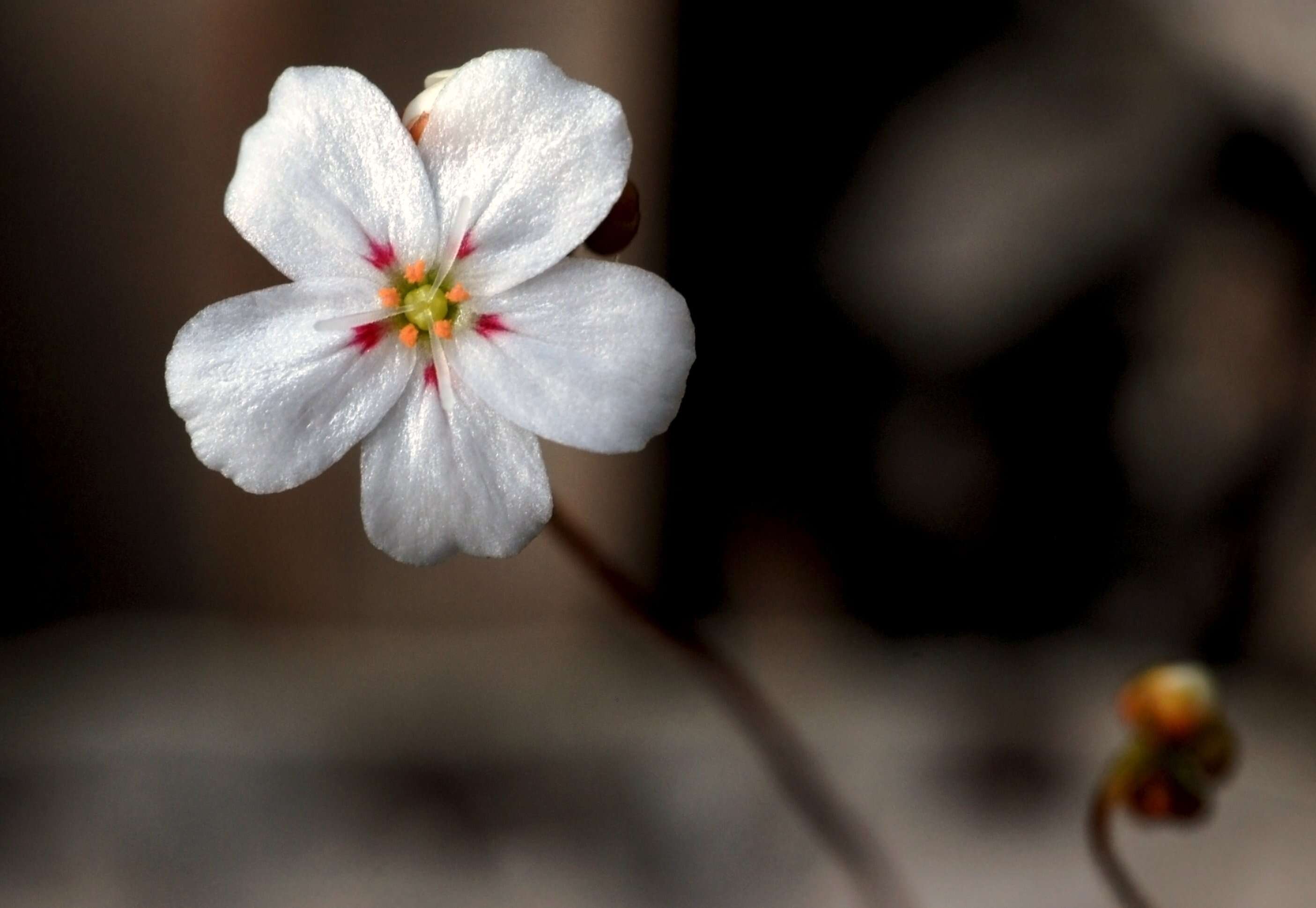 Image of Drosera parvula Planch.