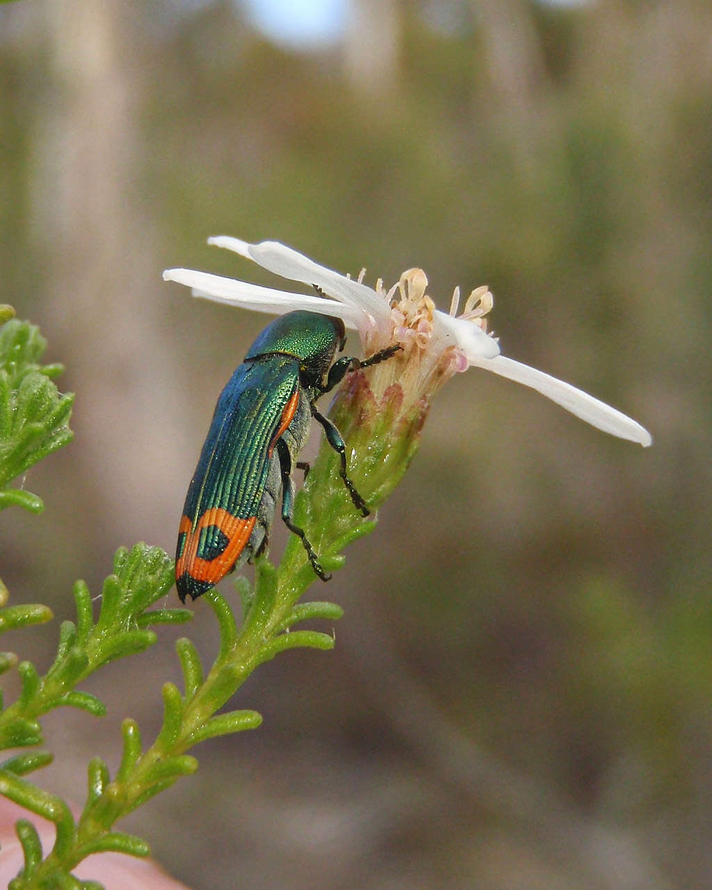 Castiarina ocelligera (Gory 1841) resmi